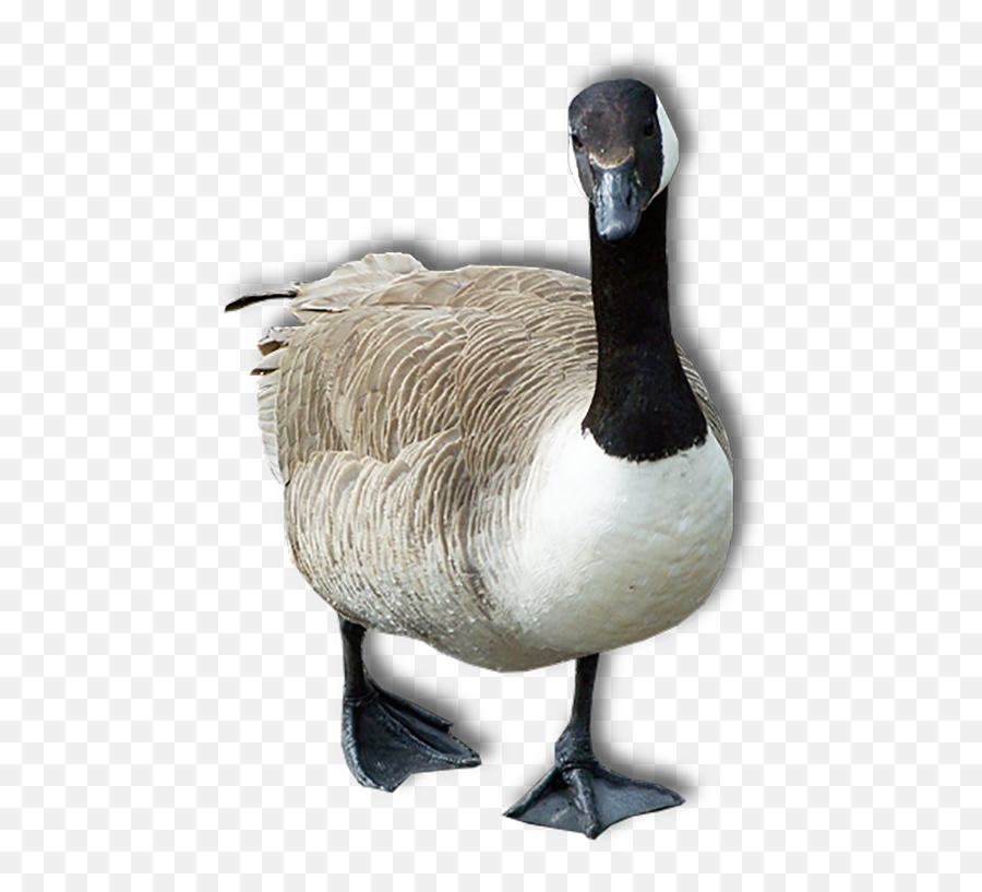 Free Png Goose Png Images Transparent - Goose Transparent Png Emoji,Goose Emoji
