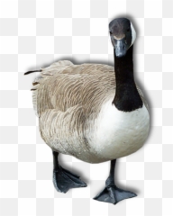 Free Png Goose Png Images Transparent - Goose Transparent Png Emoji,Goose Emoji
