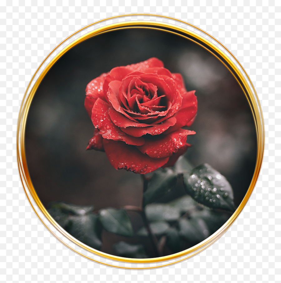 Magdalena Of The Rose Red Rose Transmission - The Rose Lineage Wet Rose Emoji,Deep Emotions Roses