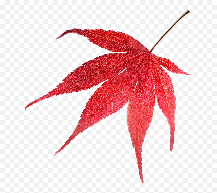 The Best Leaves For Leaf Mould - Bbc Gardenersu0027 World Magazine Emoji,Poison Ivy Leaf Emoticon
