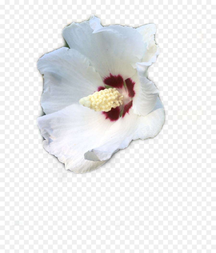 White Bloom Flower Nature Garden - Shoeblackplant Emoji,Garden Emoji