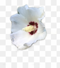 White Bloom Flower Nature Garden - Shoeblackplant Emoji,Garden Emoji