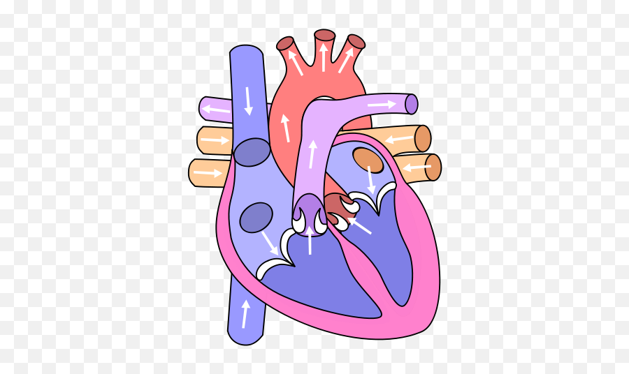 Blank Parts Of The Heart - Clip Art Library Science Heart Emoji,Merry Christmas!!! Xoxo Heart Emoticon