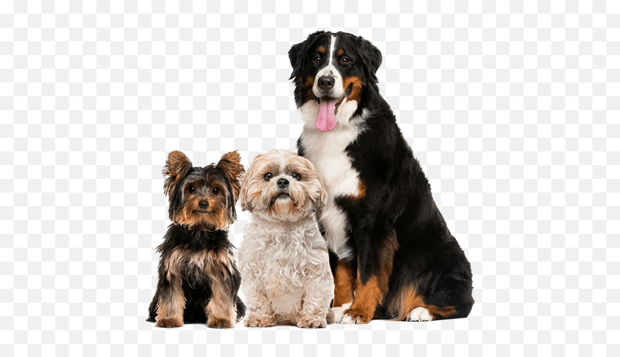 Dickinson Animal Hospital Lifestyle Services - Working Dog Emoji,Dogs And Cats Emotions