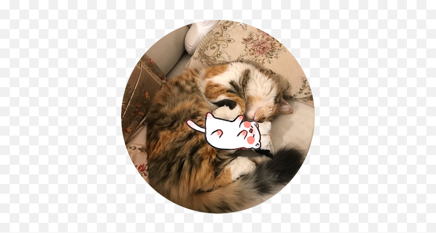Itu0027s Sleepy Week Squishyli Twitter - Cat Bed Emoji,Period Emoji Site:twitter.com