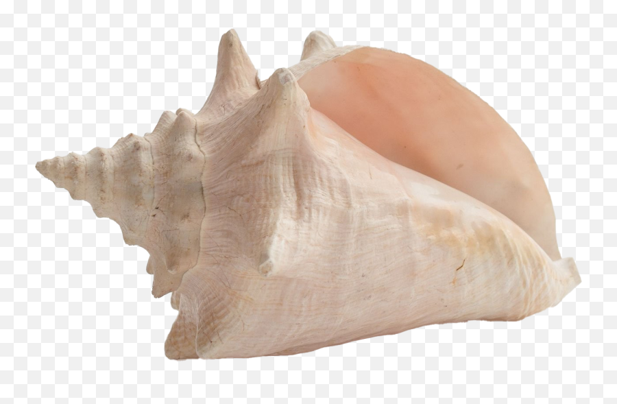 Sea Conch Shell Png Image Transparent Png Arts Emoji,Sea Shell Emoji