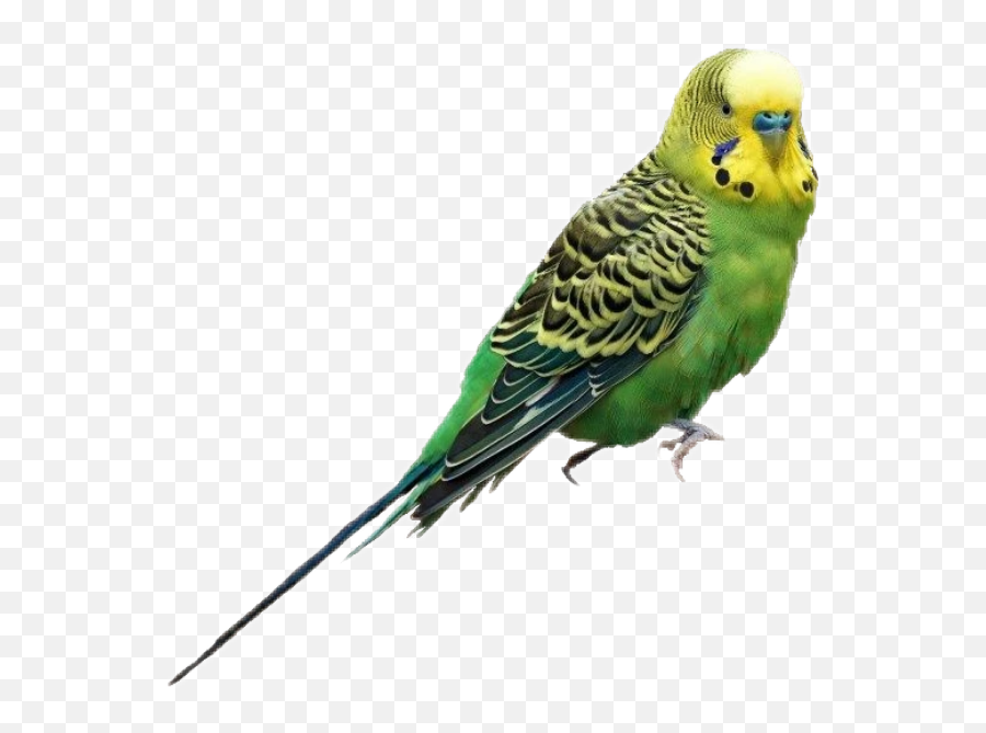Discover Trending - Green Parakeet Emoji,Parakeet Emoji