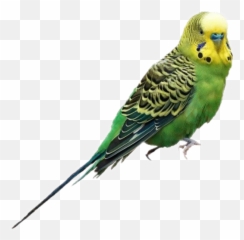 Discover Trending - Green Parakeet Emoji,Parakeet Emoji