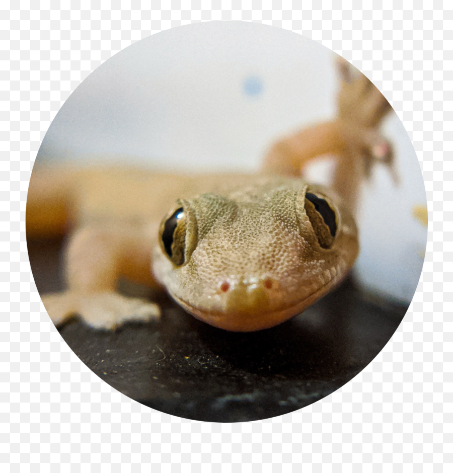 Enewsletter - Common House Gecko Emoji,Reptiles Have Emotions
