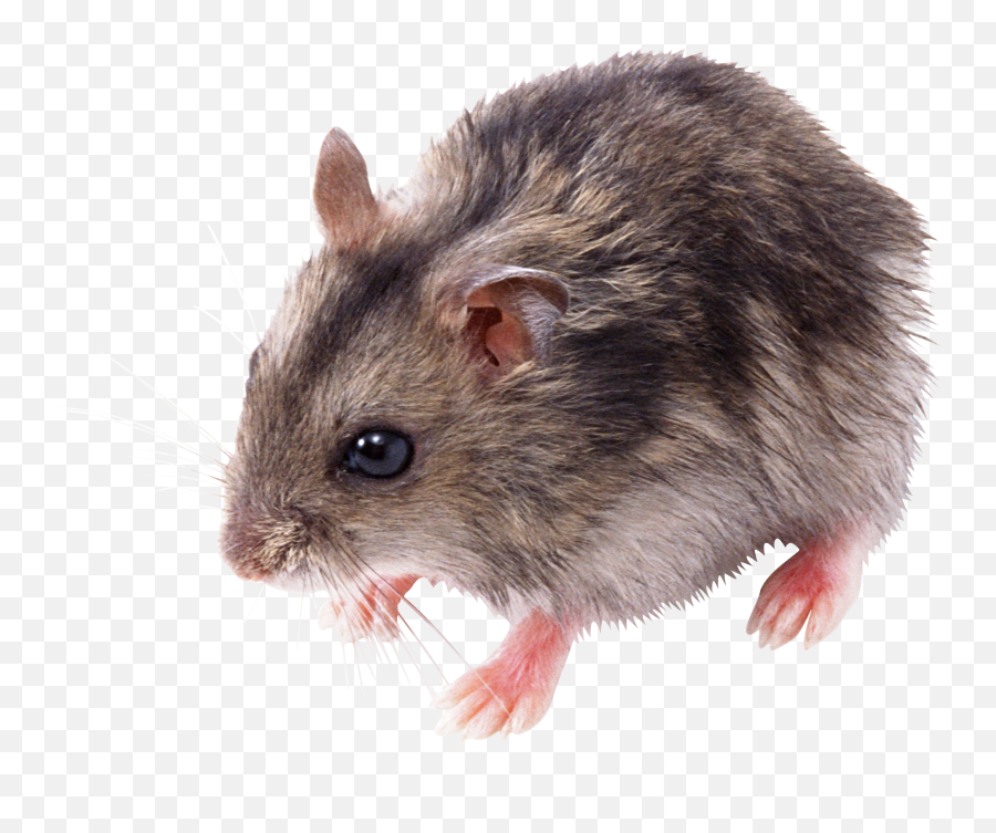 Png Images Rat And Mouse 39png Snipstock - Mouse Transparent Png Emoji,Rat Faces Emotions