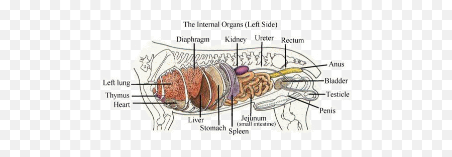 Du200bou200bgu200bsu200b U200biu200bnu200btu200beu200bru200bnu200bau200blu200b U200bou200bru200bgu200bau200bnu200b U200bcu200bhu200bau200bru200bt - Female Dog Internal Organs Emoji,Chart Of Organs And Emotions