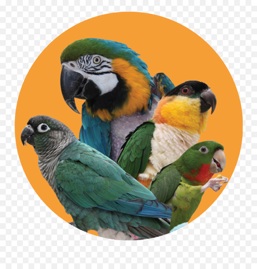 Giving - Parrots Emoji,African Grey Sensitive Emotions