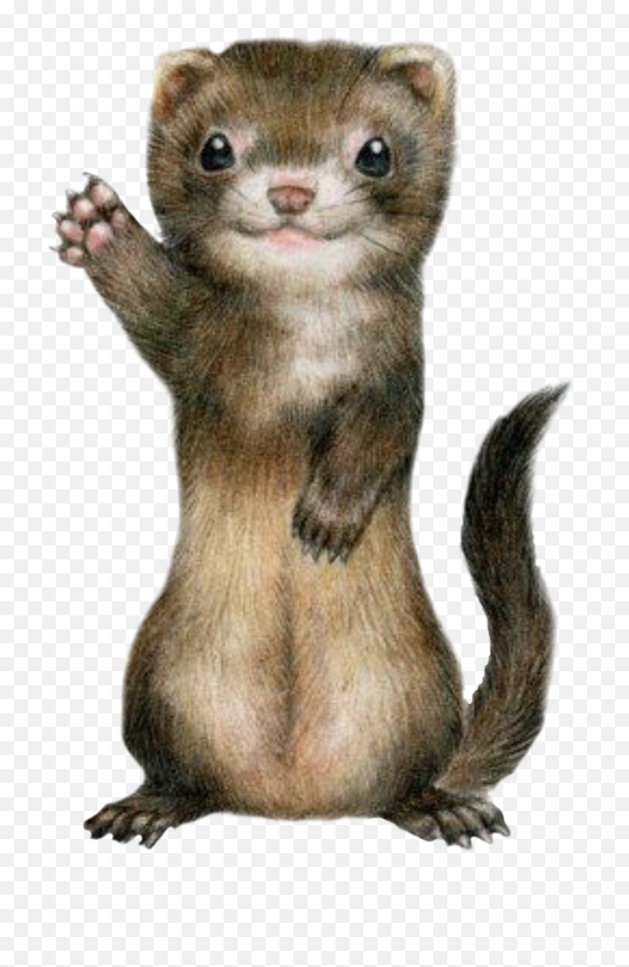 Ferret Cute Sticker - Stoat Emoji,Weasel Emoji