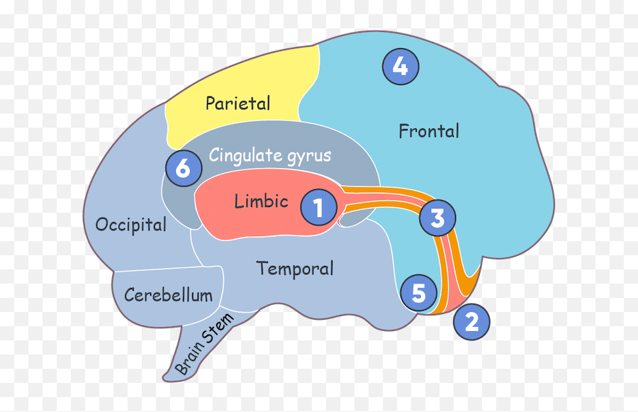 The Chimp Model Mind Management Chimp Management Emoji,Paradox Of Emotions