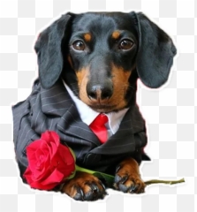 Updated Dogs Stickers Wastickerapps Dogs Memes Pc Emoji,Dog Emoji Android Style \