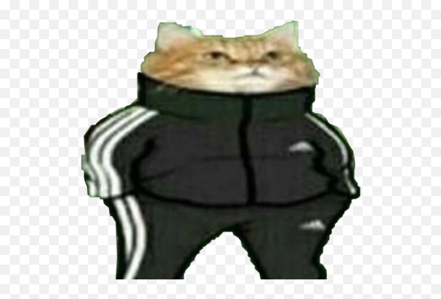 Kobling Penge Madlavning Cat In Adidas Tracksuit Meme Emoji,Squatting Slav Emoji