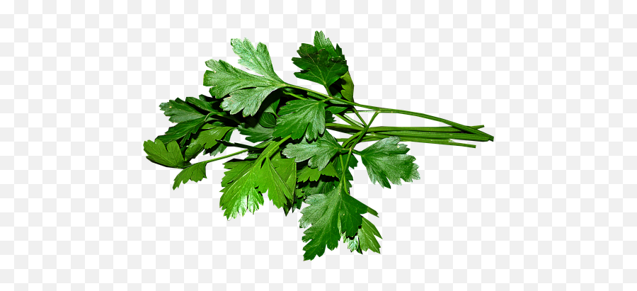 Plants Wh Que Baamboozle Emoji,Oregano Leaves Emoji