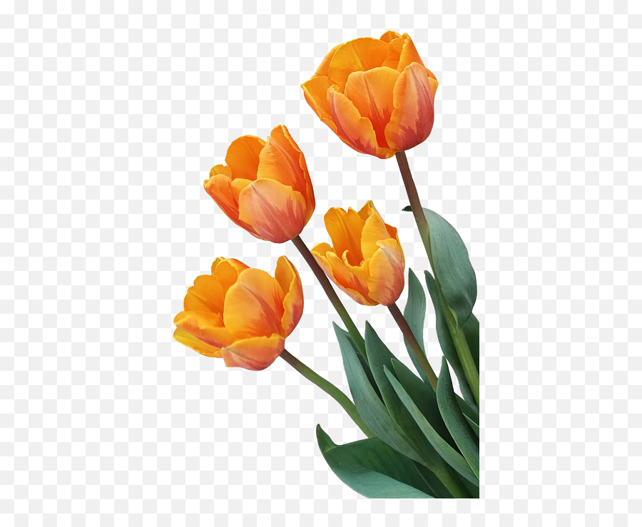 Tulip Orange Flower - Orange Tulip Decoration Png Download Emoji,Tulip Emoji