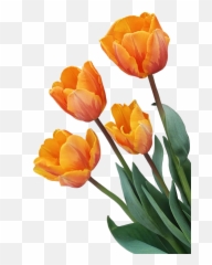Tulip Orange Flower - Orange Tulip Decoration Png Download Emoji,Tulip Emoji