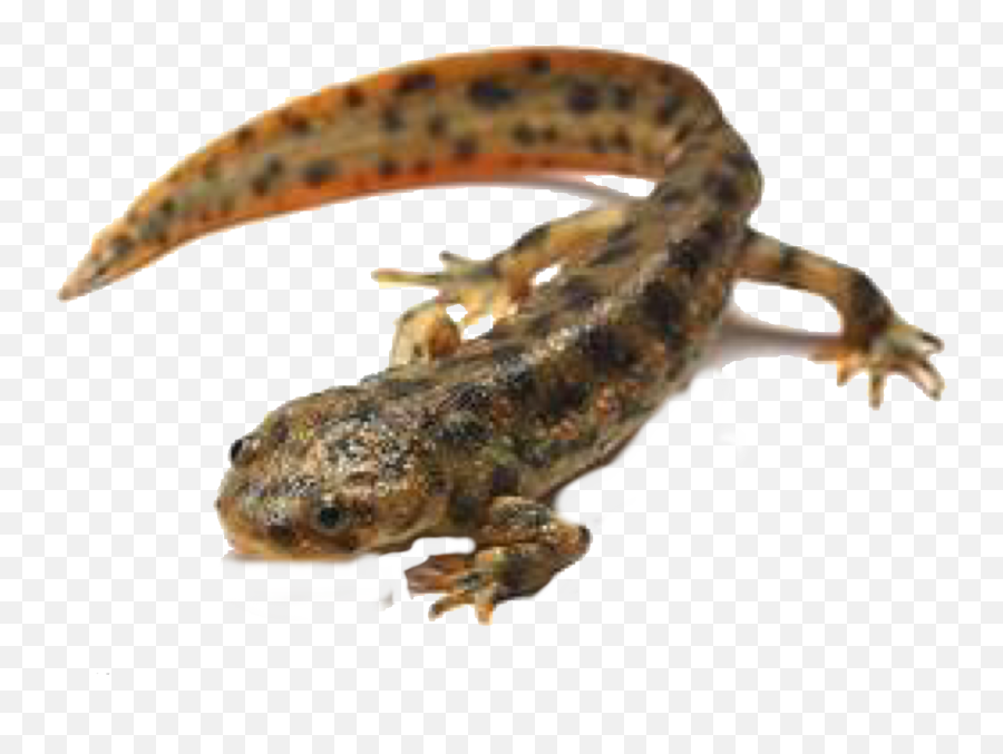 Newt Sticker - Dusky Salamanders Emoji,Newt Emoji