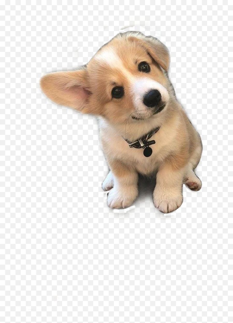 Puppies Cute Corgi Dog Sticker - Dogs So Cute Emoji,Corgi Emoji