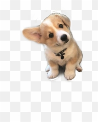 Puppies Cute Corgi Dog Sticker - Dogs So Cute Emoji,Corgi Emoji