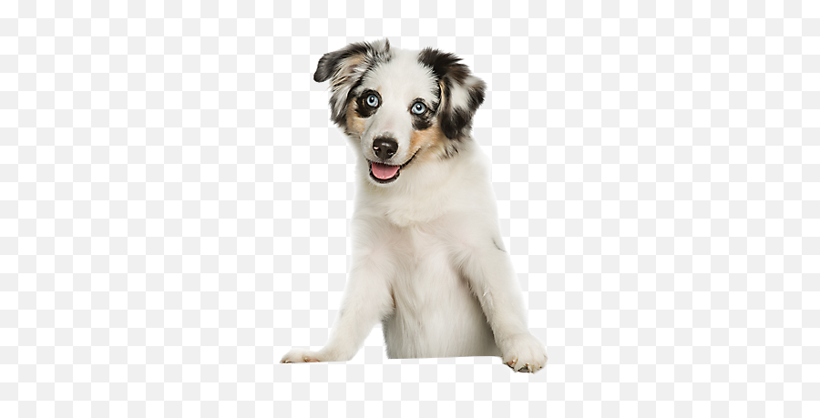 Nice Dog - Individual Dog Emoji,Australian Shepherd Emoji