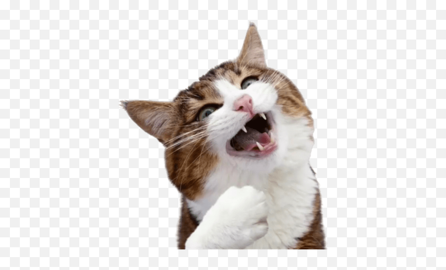 Fuckup Nation Official - Domestic Cat Emoji,Emoticon For Yawn