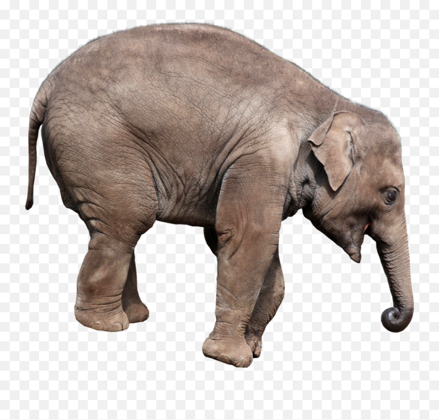 Elephant Png - Asian Elephant Png Emoji,Elephant Touching Dead Elephant Emotion