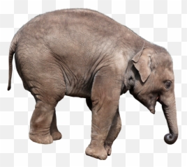 Elephant Png - Asian Elephant Png Emoji,Elephant Touching Dead Elephant Emotion