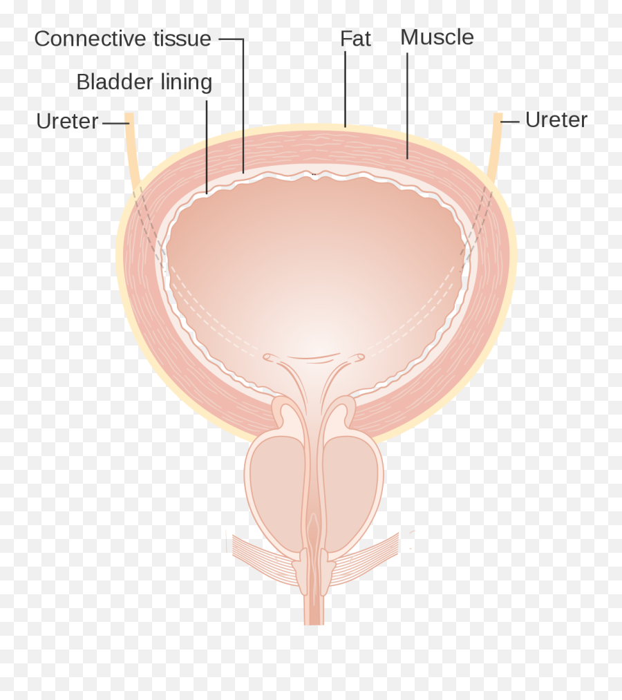 Diagram - Simple Bladder Diagram Emoji,Sedona Method Emotion Chart Pdf