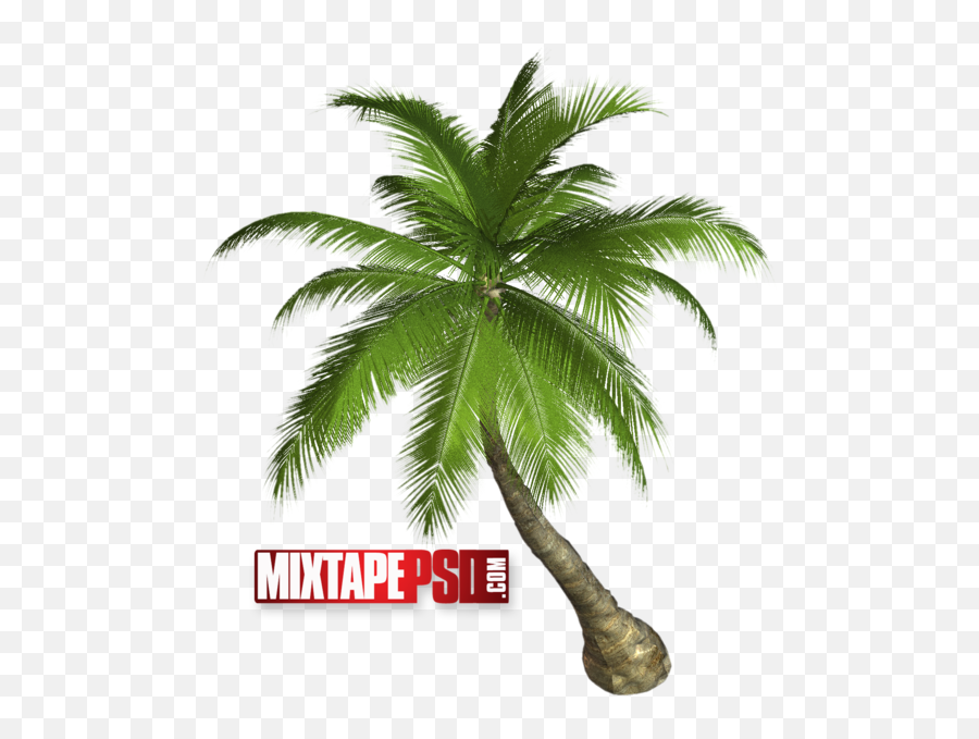 Download Palm Tree - Palm Tree Png 4k Emoji,Guess The Emoji Pomtree And A Book
