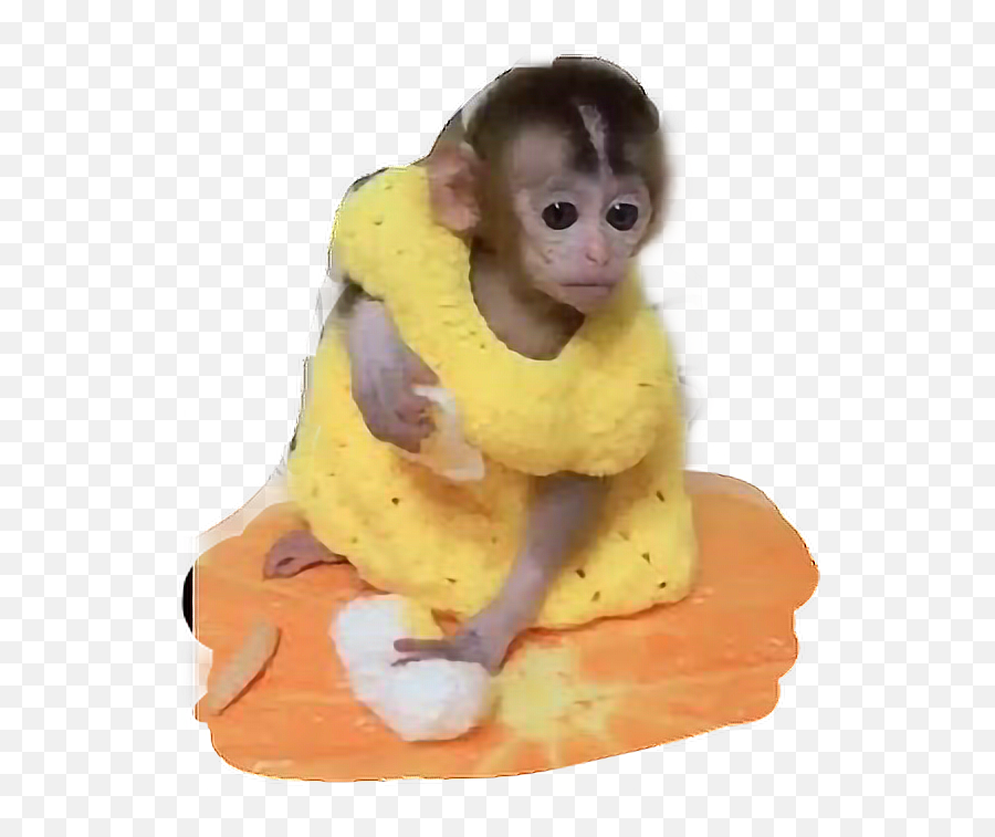 Monkey Dress Yellow Sticker - Soft Emoji,Emotions Of A White-faced Capuchin Monkey