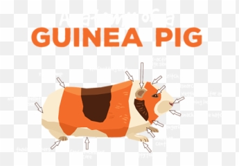 Anatomy Of A Guinea Pig Cute Pet Animal Lover Duvet Cover Emoji,We Need A Guinea Pig Emoji