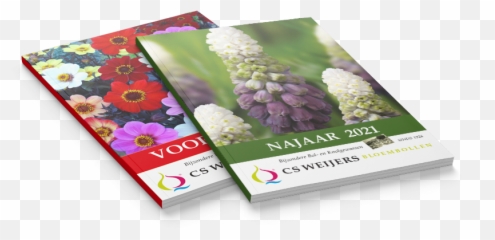Dahlia Cs Weijers U0026 Zonen Bv - Grape Hyacinth Emoji,Dahlia Ace Summer Emotions