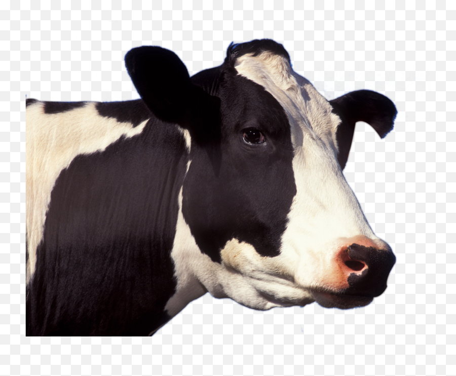 Cow Png - Cow Png Emoji,Cow Emojis Png