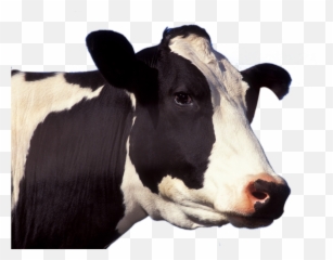 Cow Png - Cow Png Emoji,Cow Emojis Png