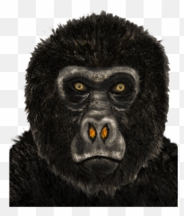 Home Filthy Knowledge Publications Emoji,Gorillas Emotions
