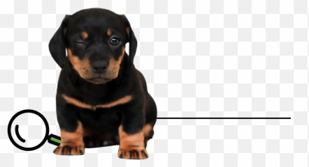 Goldendoodle Puppies For Sale Puppyspot Emoji,How To Tell Shiba Inu Emotion