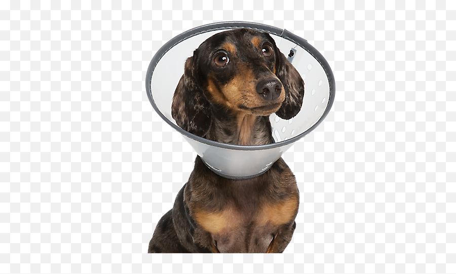 Banfield Pet Hospital Veterinary Health Clinic Petsmart Emoji,Dog Emoticon Test