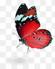 Duome - Hybrid Teams Emoji,Blue Butterfly Emoji Mean