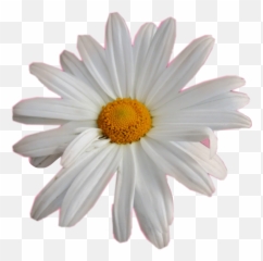 Flor Flower Margarita Sticker - Lovely Emoji,Find The Emoji Cheats Margarita