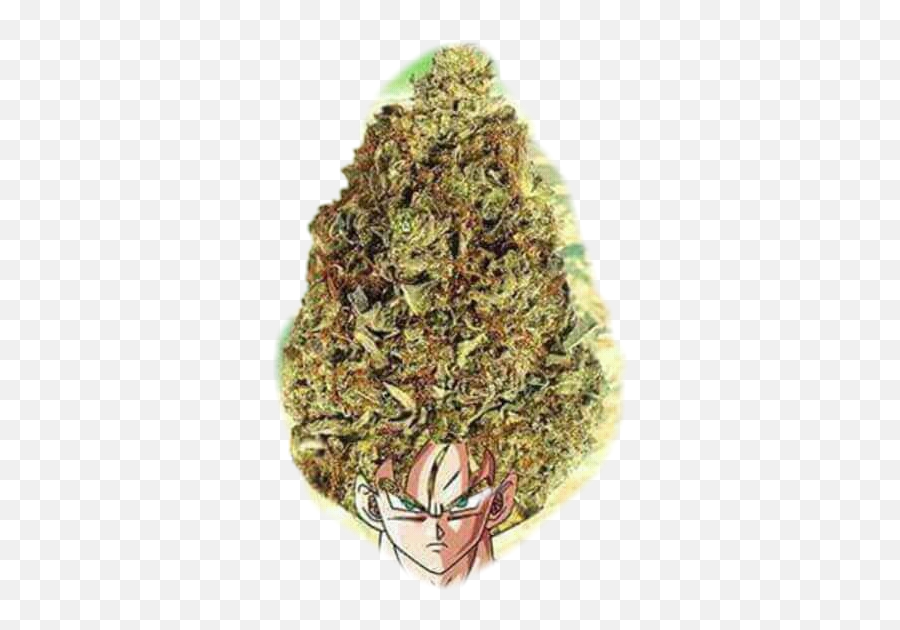 Kush Sticker By Pipesalitas - Cannabis Meme Dragon Ball Emoji,Kush Emoji