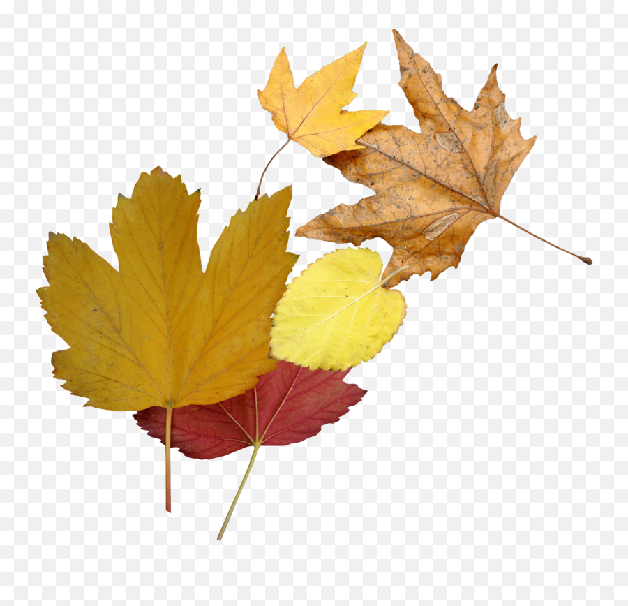 Leaf Leaves Autumn Autumnleaves Sticker - Plane Tree Family Emoji,Fallen Leaves Emoji