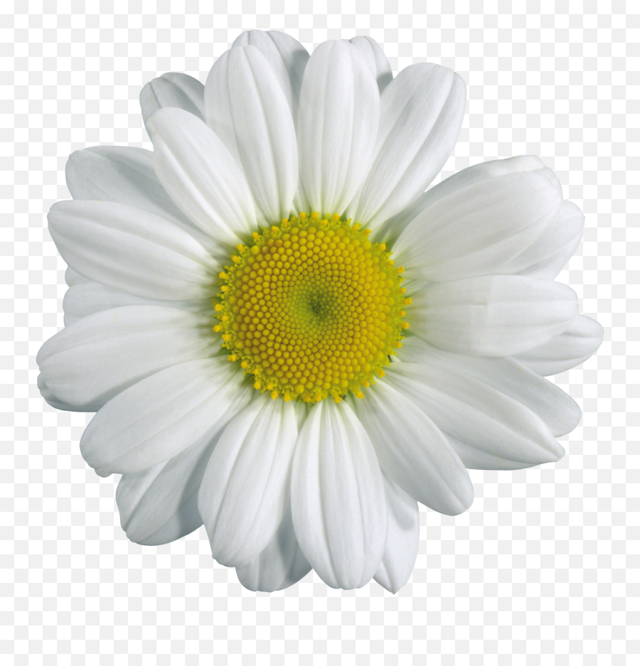 Chamomile Camomile Png Images Daisy - Flower Png Transparent Emoji,Chamoile Emotions