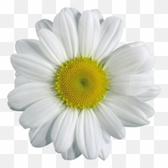 Chamomile Camomile Png Images Daisy - Flower Png Transparent Emoji,Chamoile Emotions