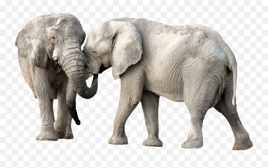 Png Images Pngs Elephant Elephants - Imagenes De Elefantes En Png Emoji,Elephant Touching Dead Elephant Emotion