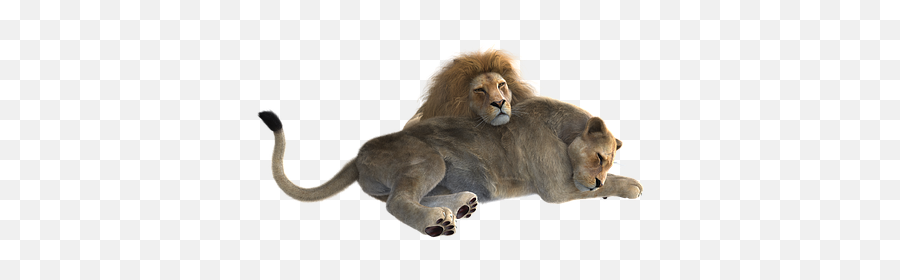 700 Free Lion U0026 Animal Illustrations - Pixabay Transparent Female Lion Emoji,Real Lions Emotions