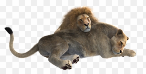 700 Free Lion U0026 Animal Illustrations - Pixabay Transparent Female Lion Emoji,Real Lions Emotions