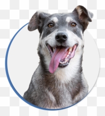 Adopt An Animal From Eden Animal Rescue - Cats Dogs And Thank You For Donating Pets Emoji,Bbc Dogs Emotions